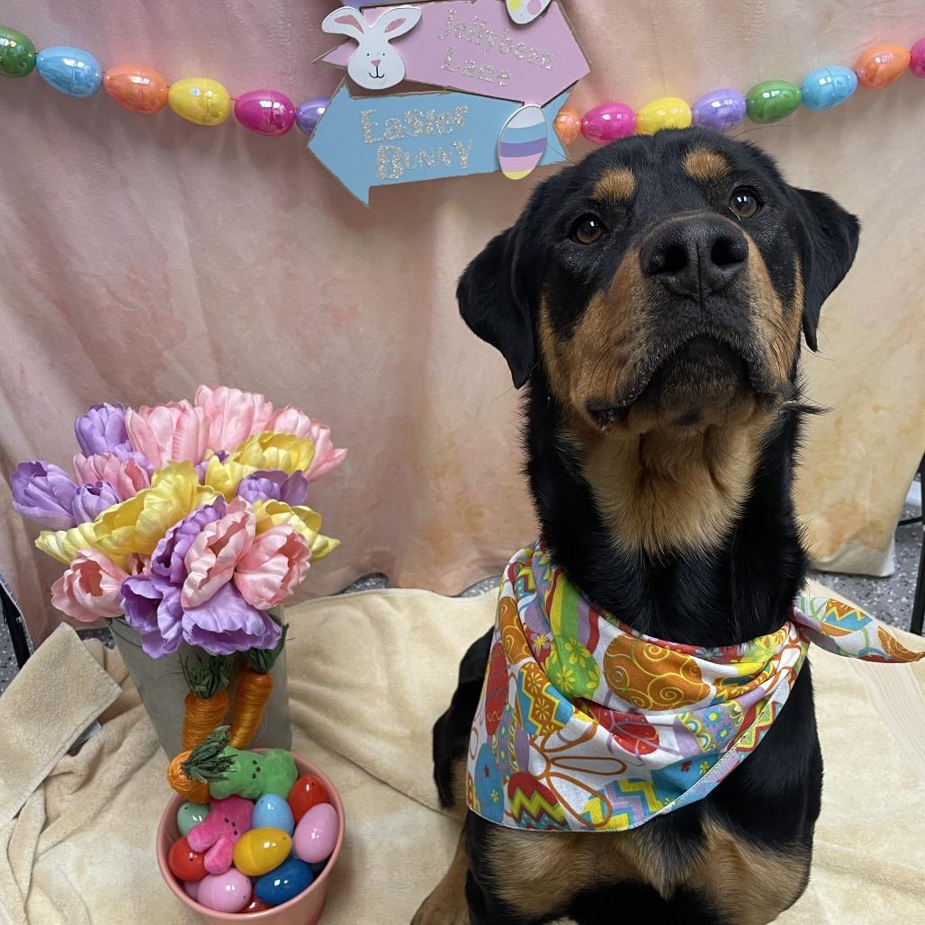 Buttercup, a Adoptable Rottweiler in Henderson, NV image 1/4