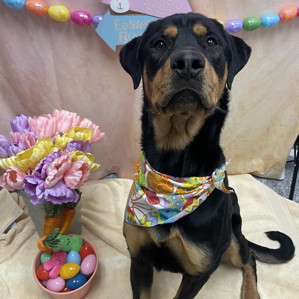 Buttercup, a Adoptable Rottweiler in Henderson, NV image 2/4