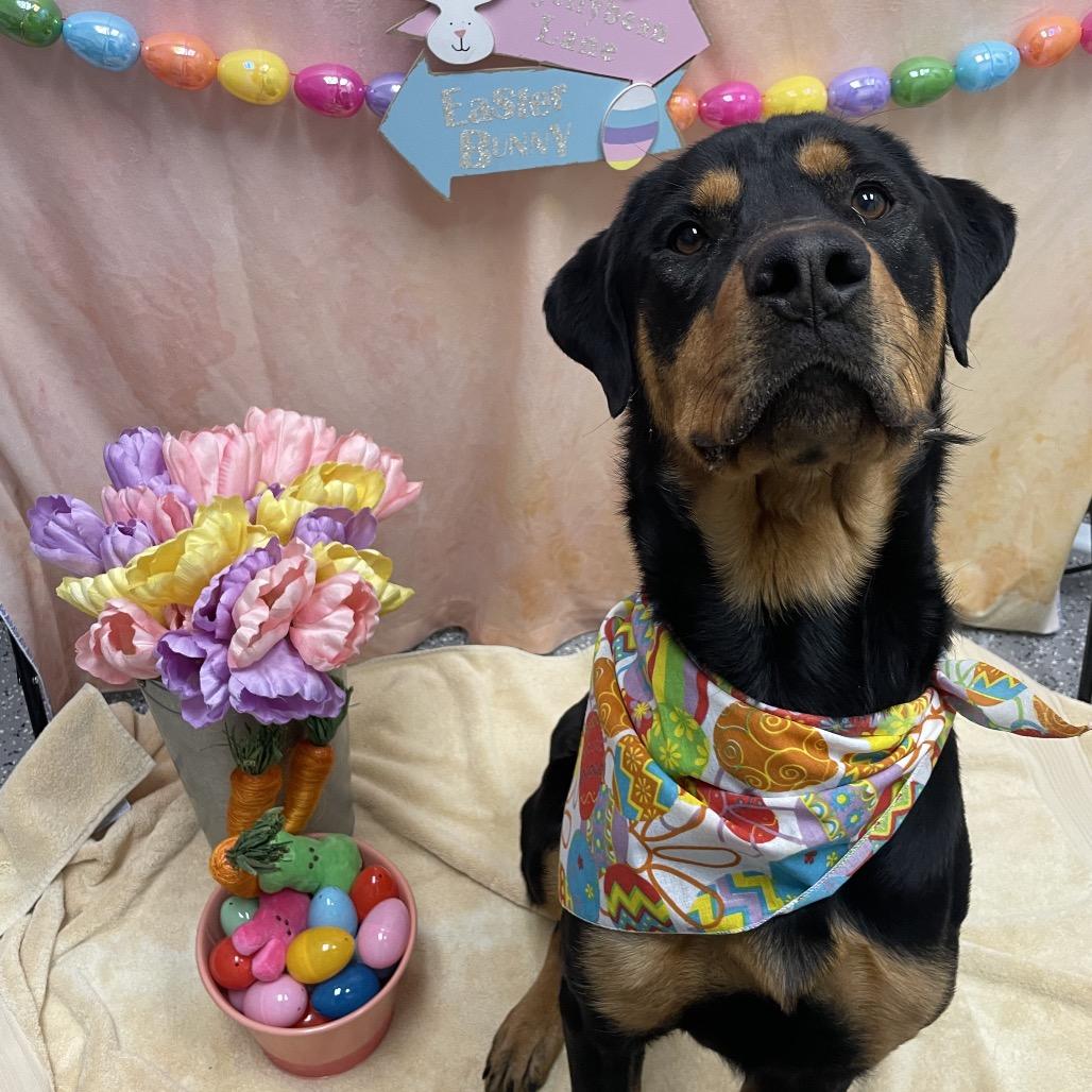 Buttercup, a Adoptable Rottweiler in Henderson, NV image 3/4