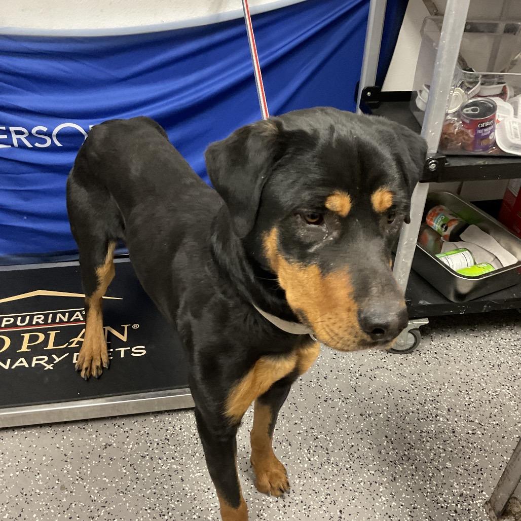 Buttercup, a Adoptable Rottweiler in Henderson, NV image 4/4