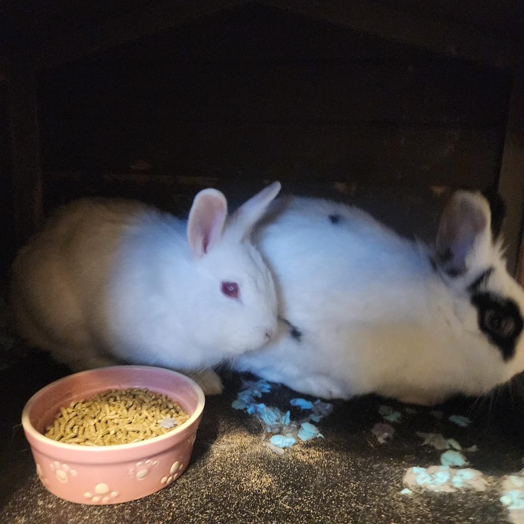 Snow (and Speckles), Adoptable, Young Female Bunny Rabbit.