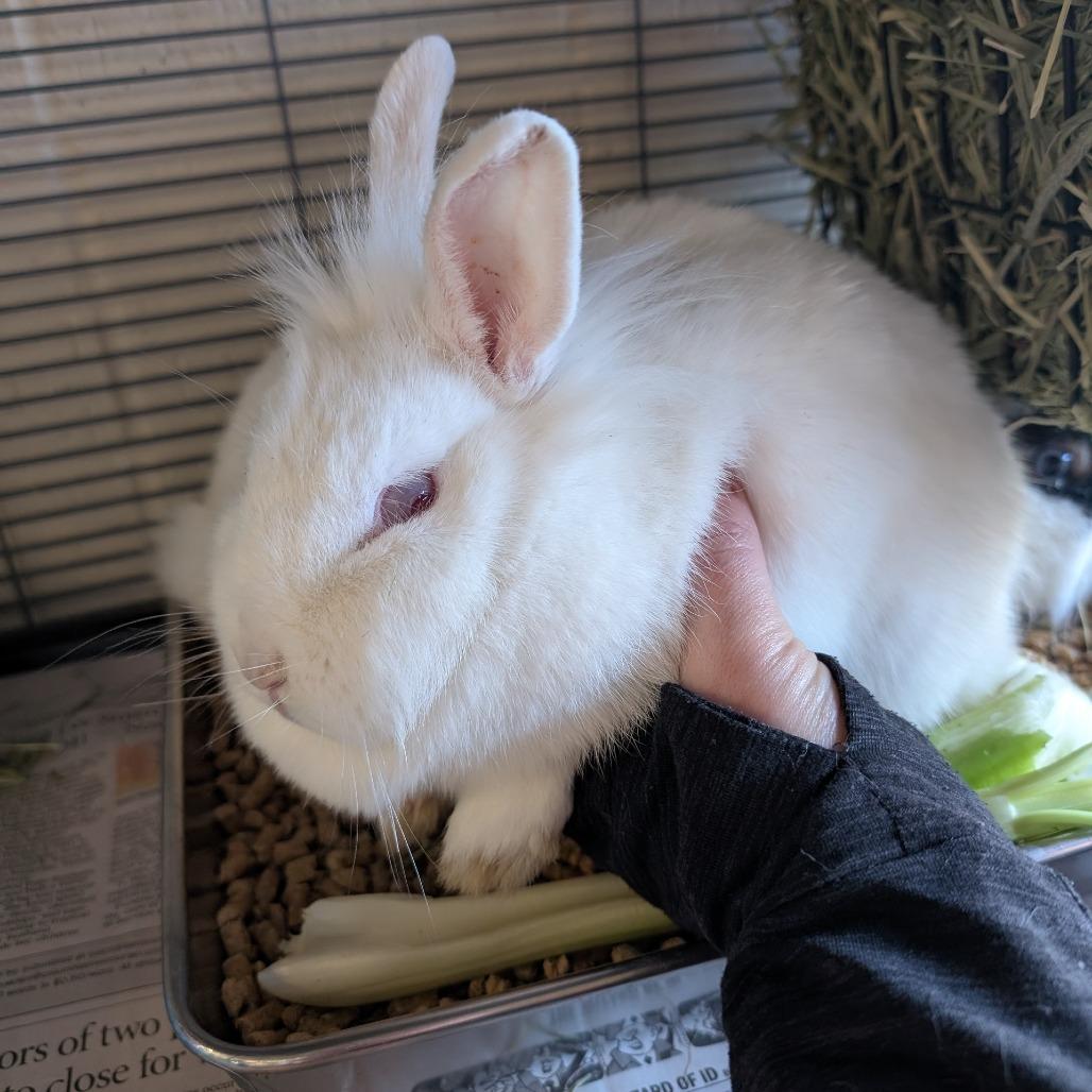 Enlarge Snow (and Speckles), a Adoptable Bunny Rabbit in Columbia, MO image 1/2