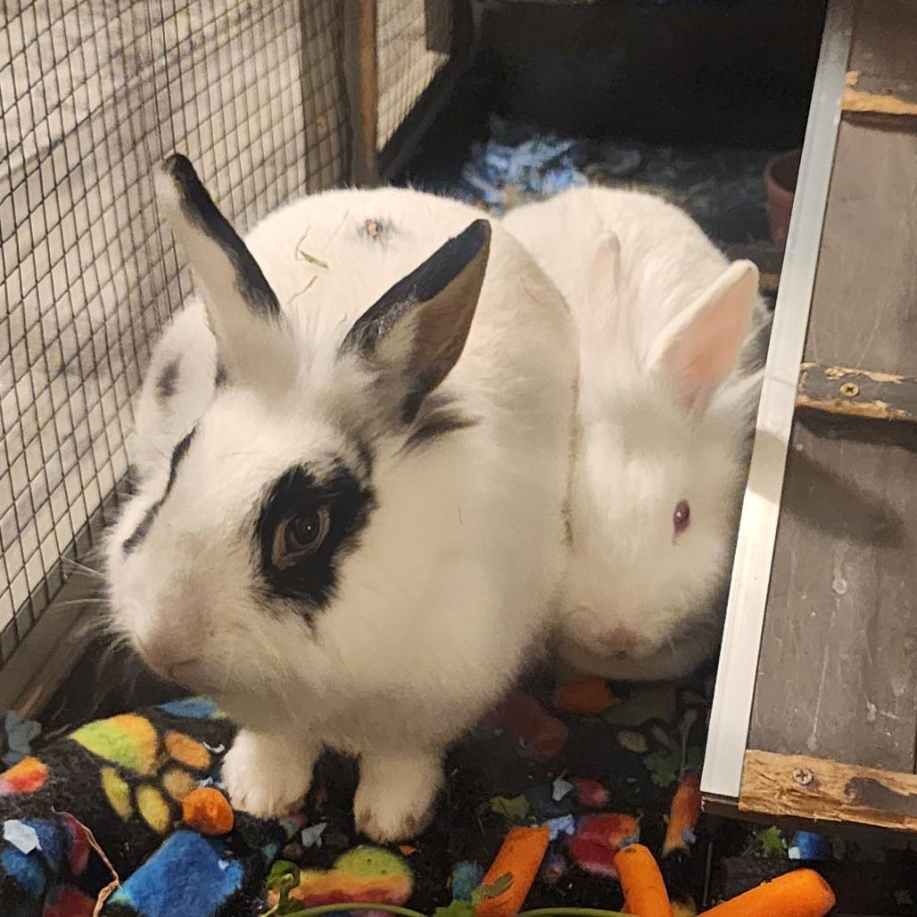 Enlarge Snow (and Speckles), a Adoptable Bunny Rabbit in Columbia, MO image 2/2
