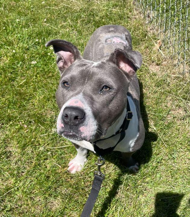 Miles, a ADOPTABLE mixed breed in Jackson, MI image 2/6