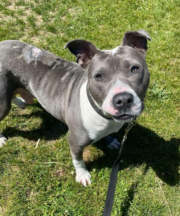 Miles, a ADOPTABLE mixed breed in Jackson, MI image 3/6