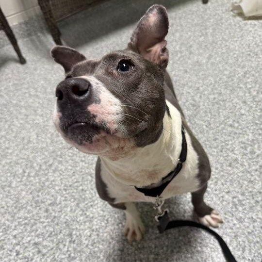 Miles, a ADOPTABLE mixed breed in Jackson, MI image 6/6