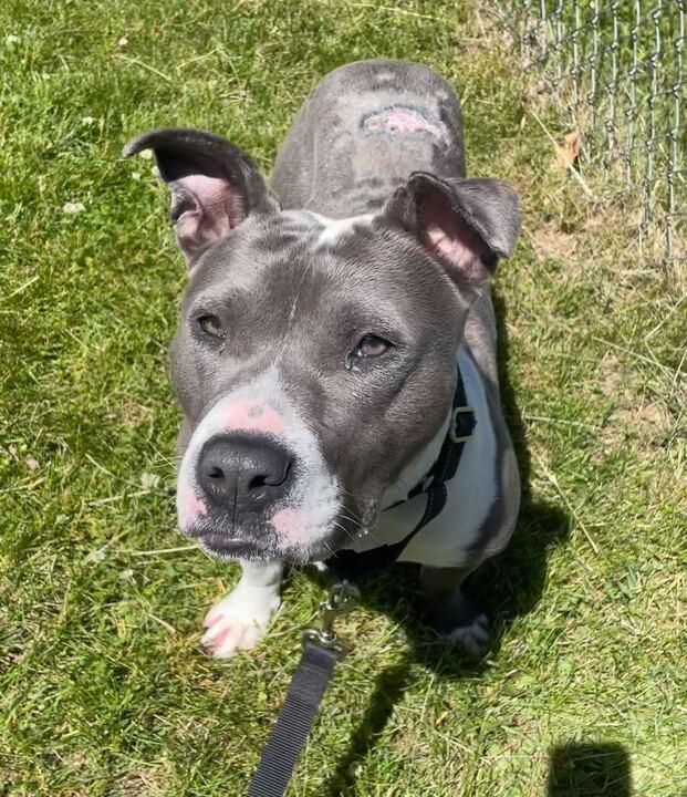 Miles, ADOPTABLE, Adult Male Pit Bull Terrier.