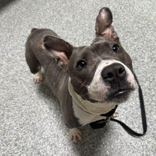 Miles, a ADOPTABLE mixed breed in Jackson, MI image 5/6