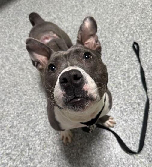 Miles, a ADOPTABLE mixed breed in Jackson, MI image 4/6