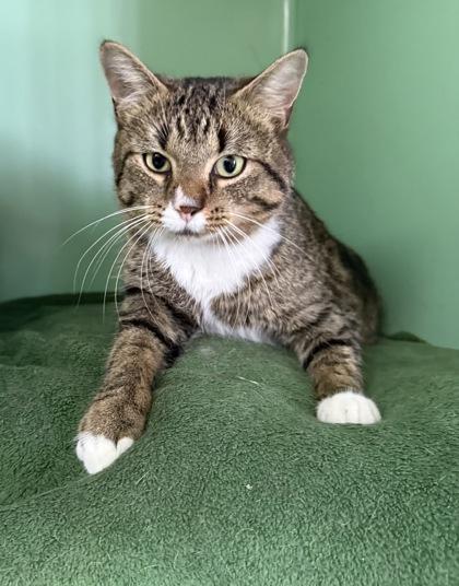 Branch, Adoptable, Adult Male Domestic Short Hair & Domestic Short Hair.