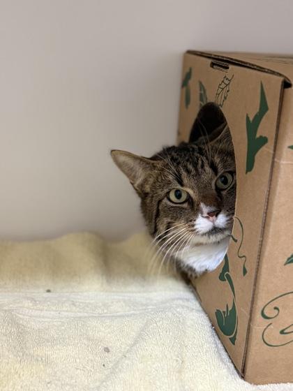 Enlarge Branch, a Adoptable mixed breed in Harbor Springs, MI image 2/2