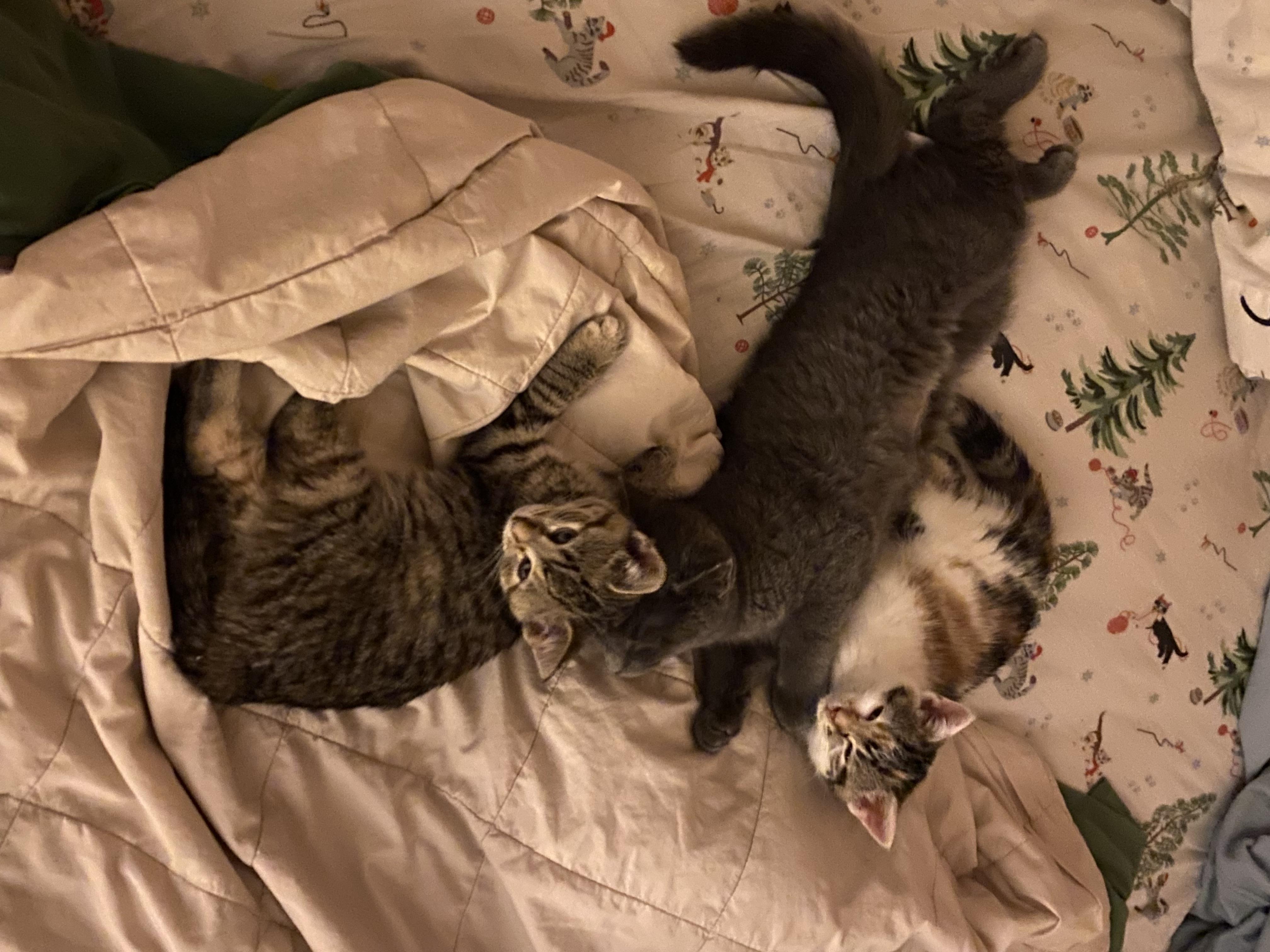 Archie, a ADOPTABLE Domestic Short Hair in West Milwaukee, WI image 1/3