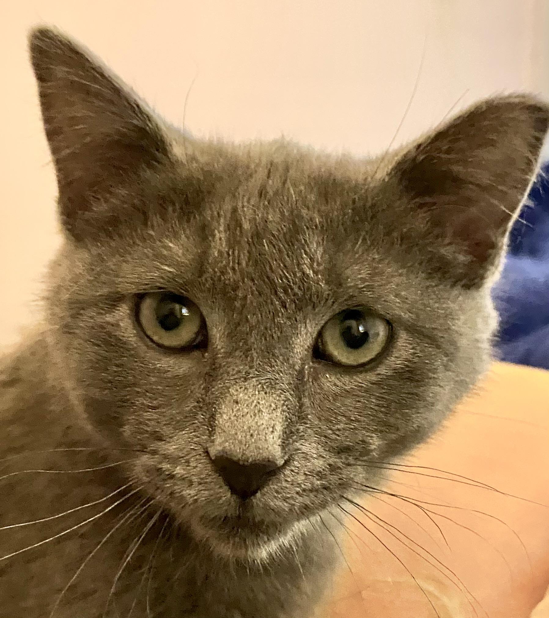 Archie, a ADOPTABLE Domestic Short Hair in West Milwaukee, WI image 3/3