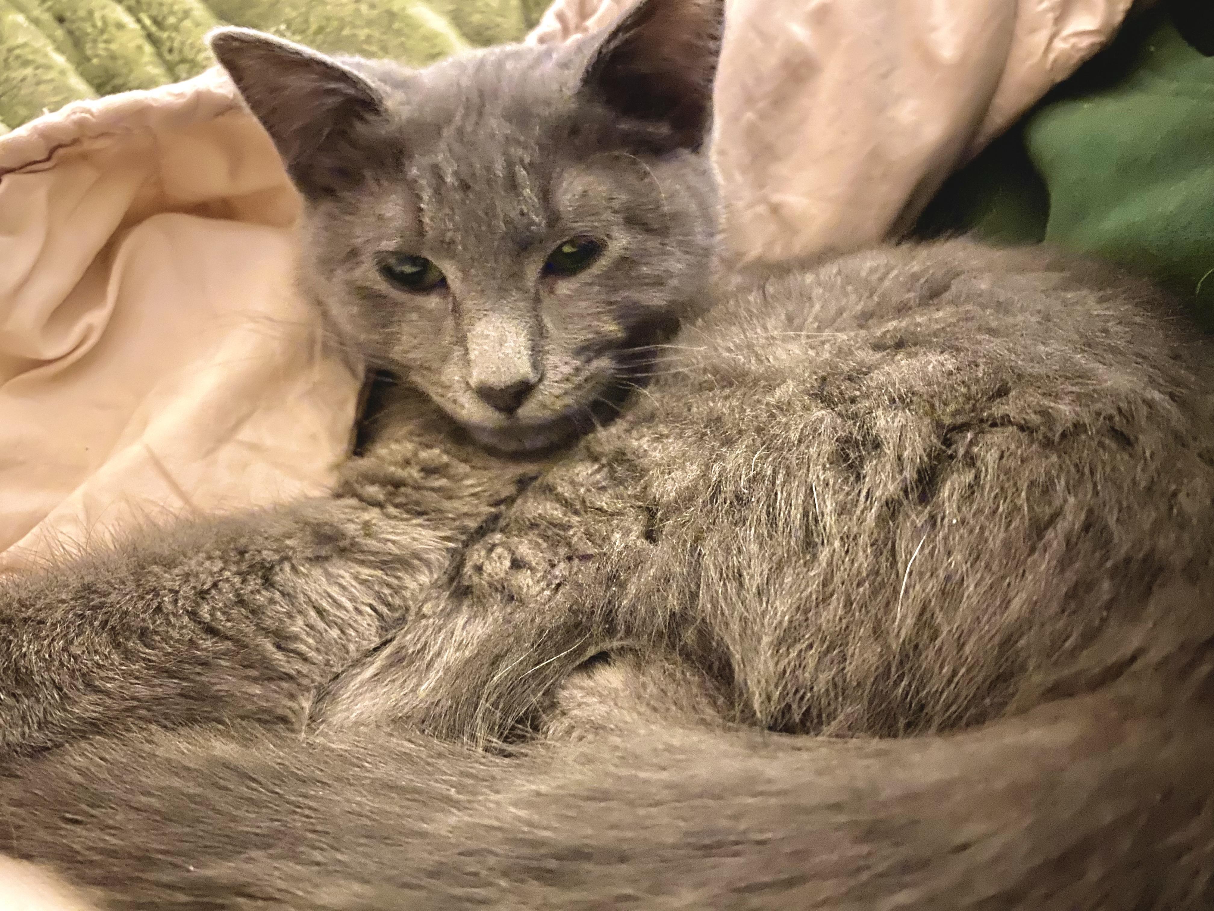 Archie, ADOPTABLE, Kitten Male Domestic Short Hair.