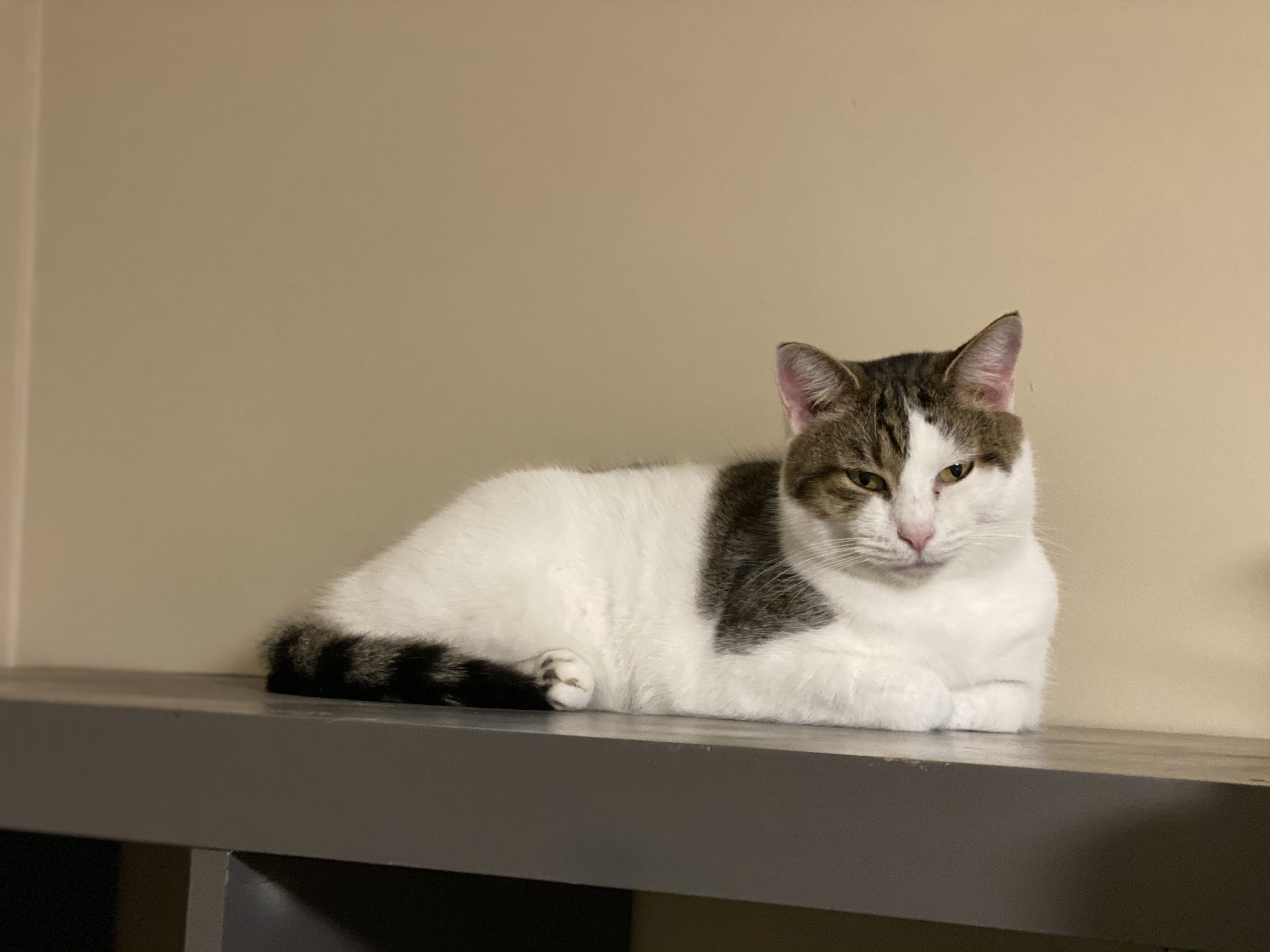 Enlarge Neila , a Adoptable Domestic Short Hair in Mount Pleasant, PA image 2/8