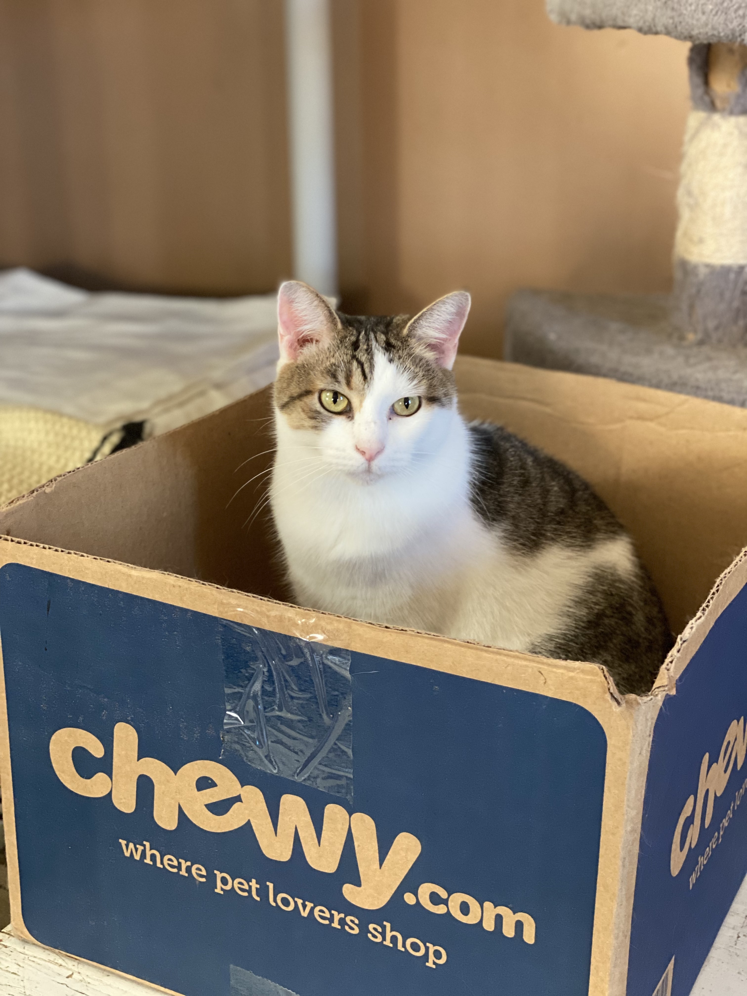 Enlarge Neila , a Adoptable Domestic Short Hair in Mount Pleasant, PA image 3/8