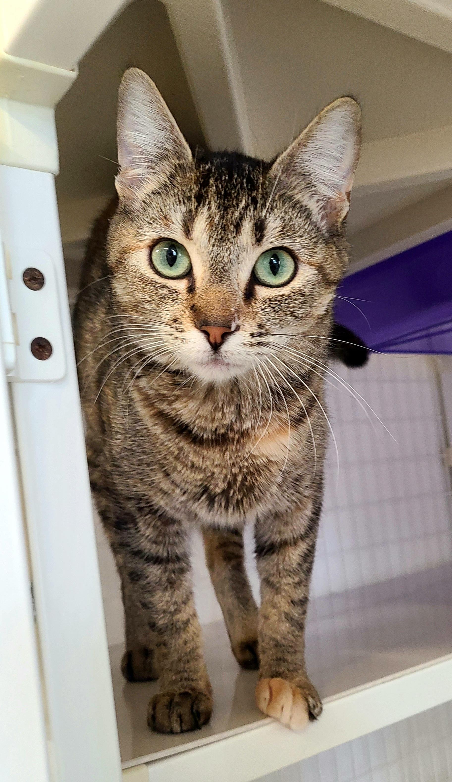 Enlarge Macy, an adopted Domestic Short Hair in Kirkland, WA image 1/1