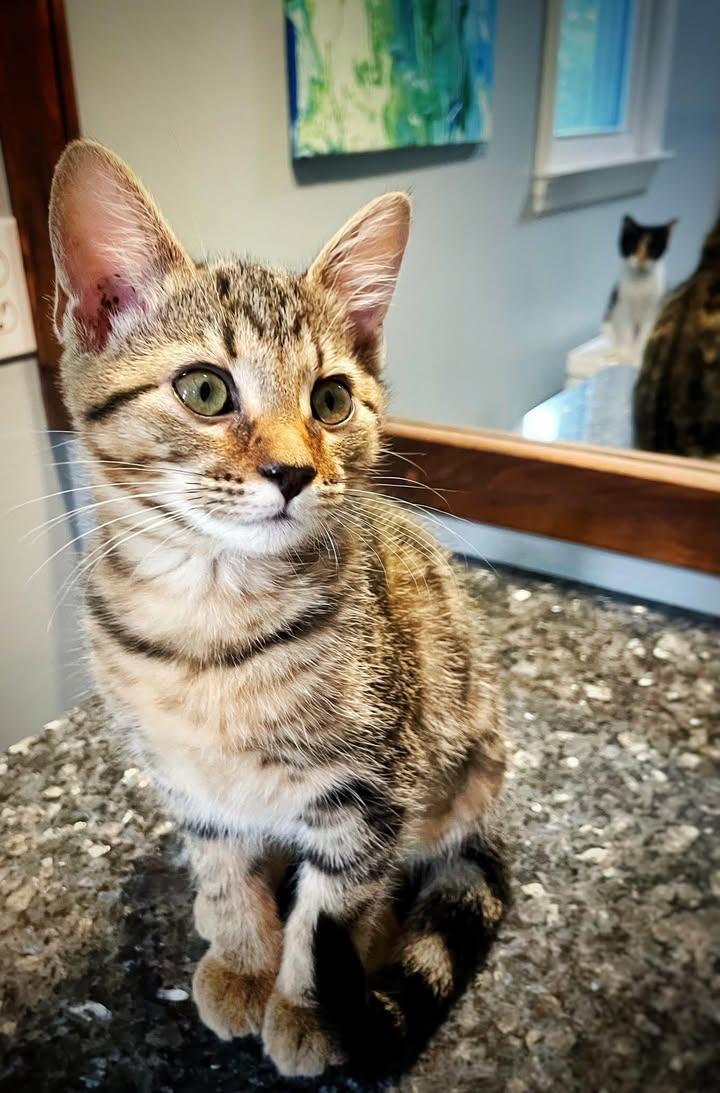 Mac, adopted, Young Female Domestic Short Hair.