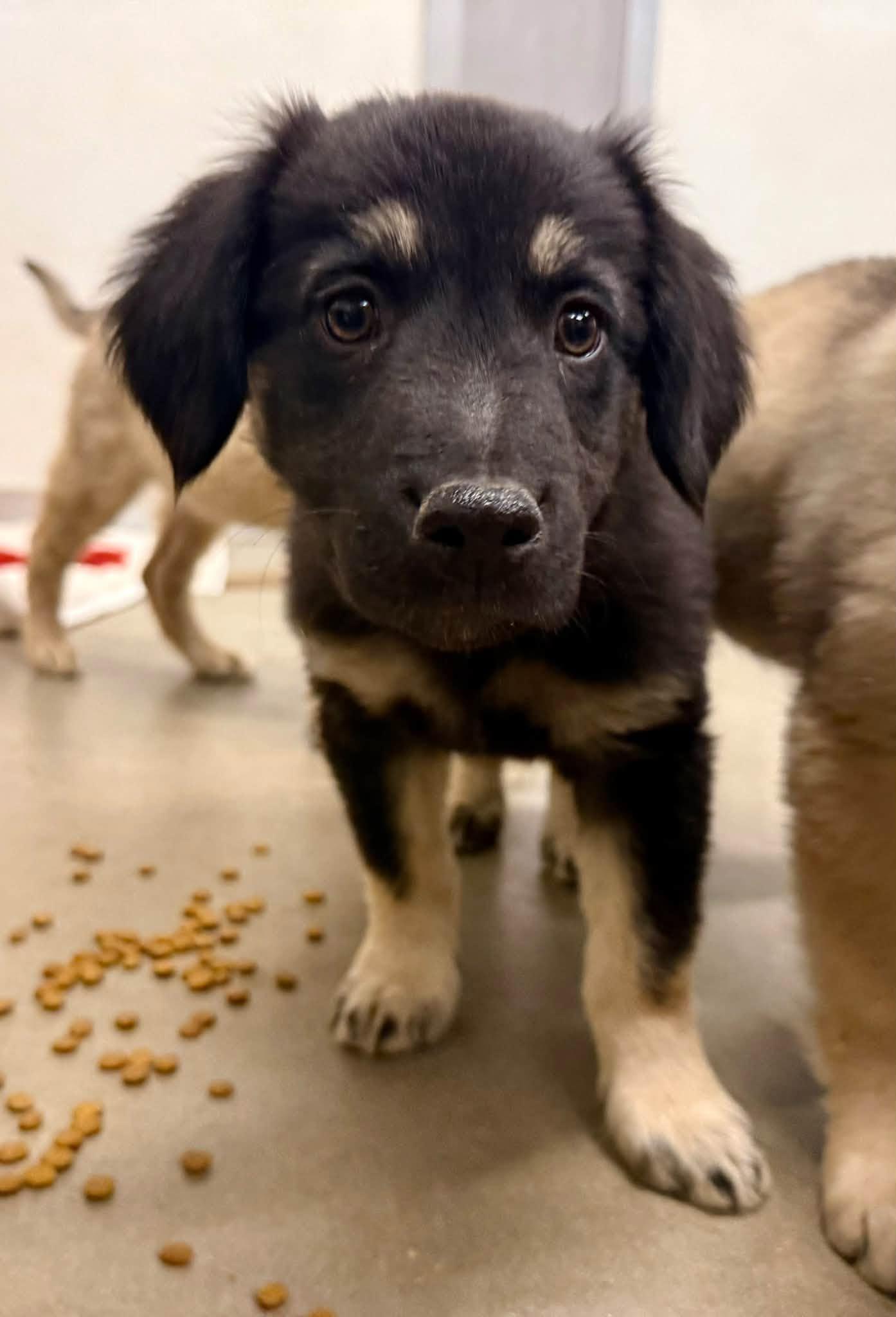 Enlarge Walnut, a Adoptable mixed breed in Phoenix, AZ image 1/1