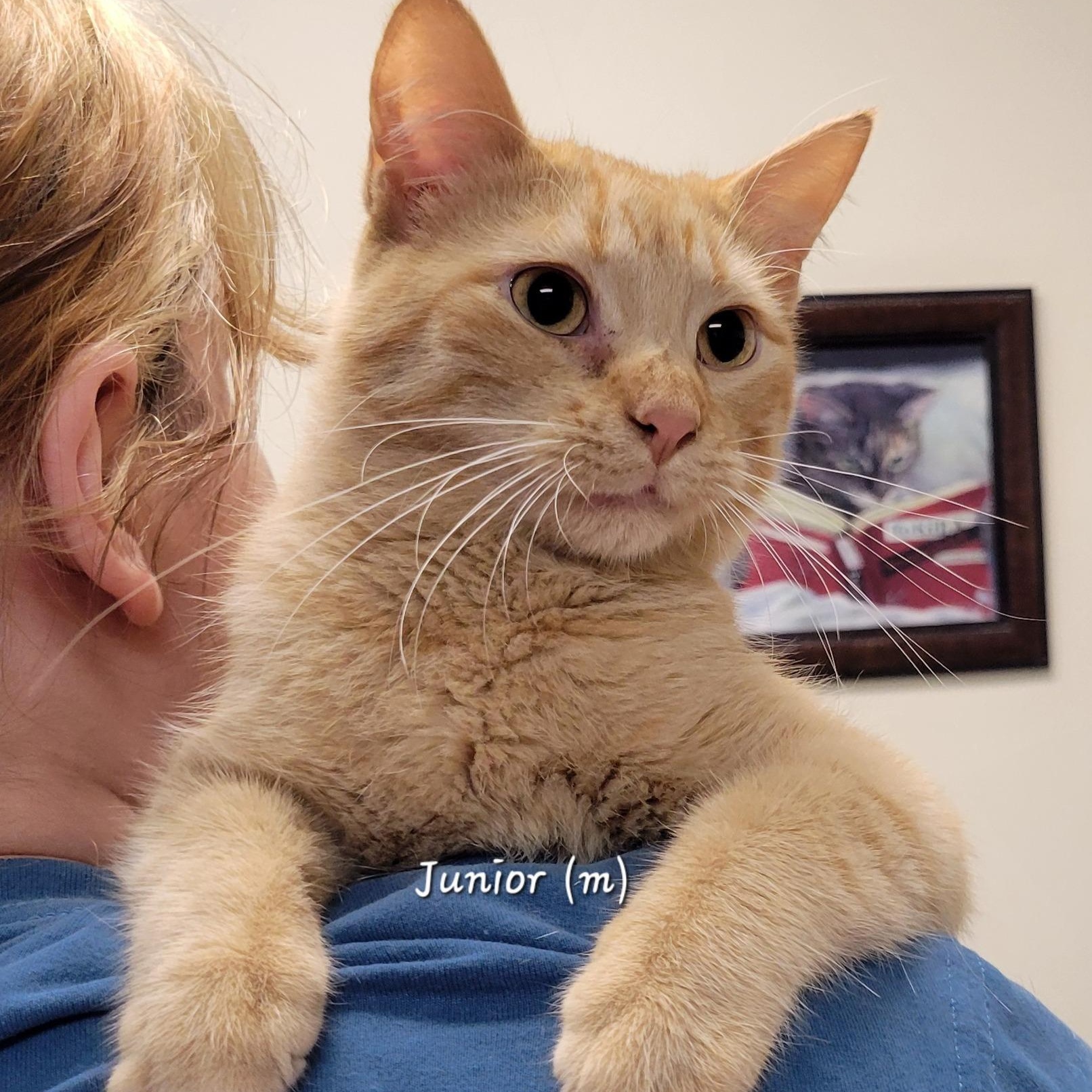 Junior, adoptable, Young Male Tabby.
