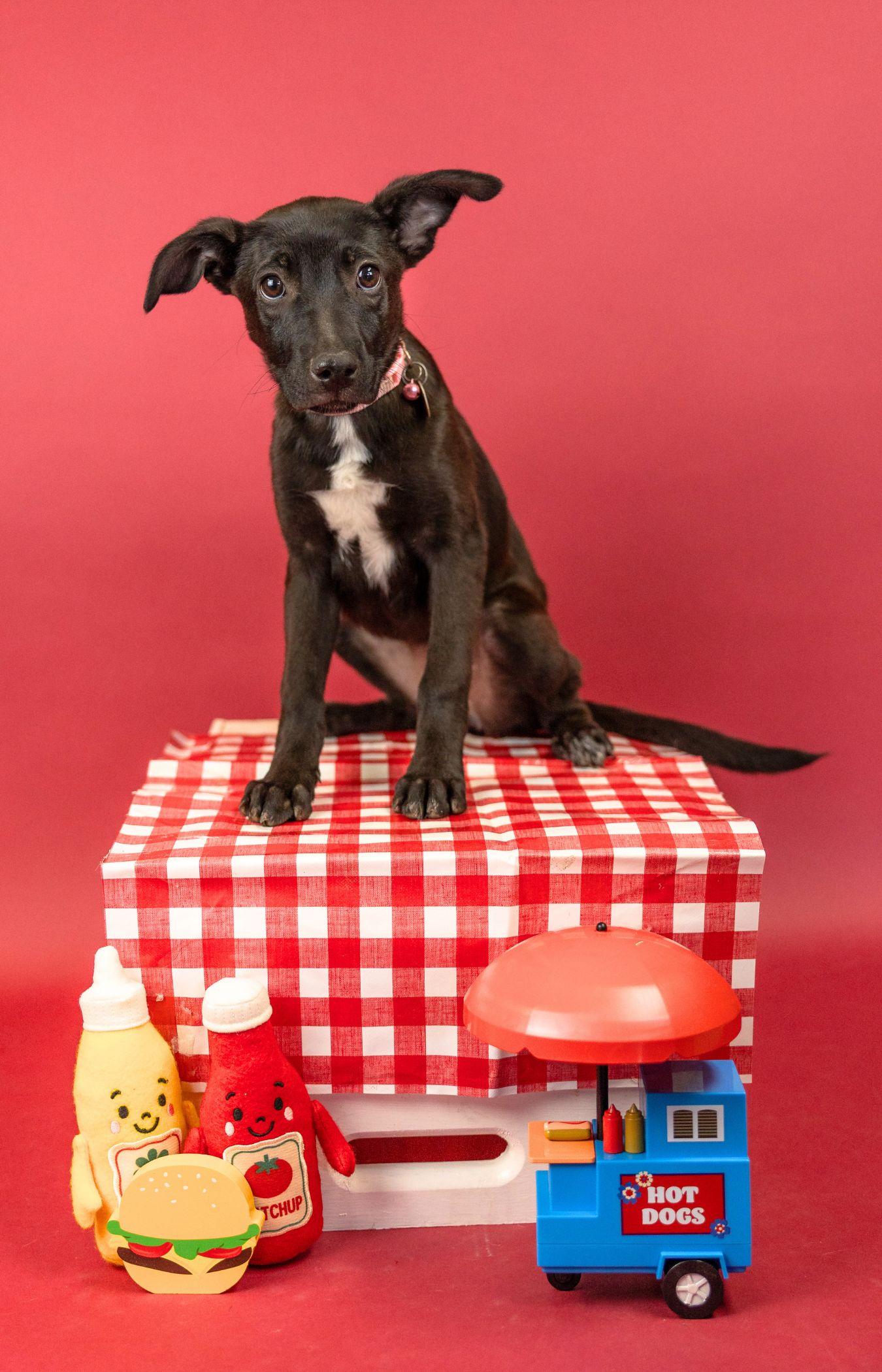 Enlarge 573-26, a ADOPTABLE mixed breed in Brighton, CO image 1/1