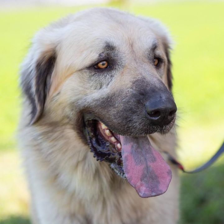 Preston, Adoptable, Adult Male Anatolian Shepherd.