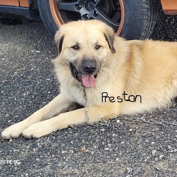 Preston, a Adoptable mixed breed in Millville, UT image 2/11