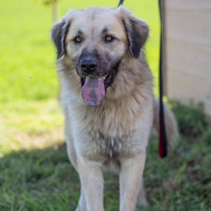 Preston, a Adoptable mixed breed in Millville, UT image 3/11
