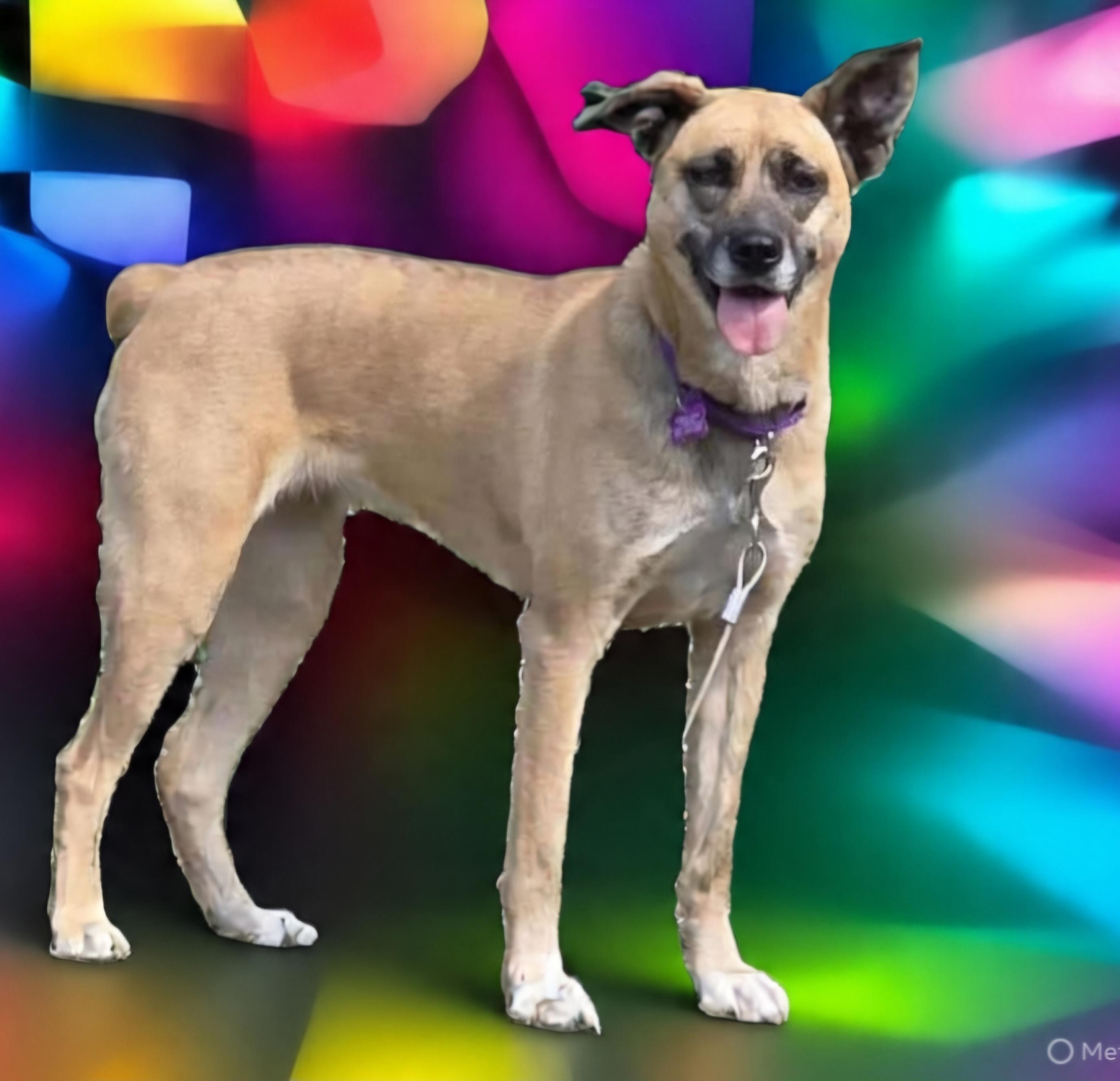 Enlarge Bagel, a Adoptable mixed breed image 2/5