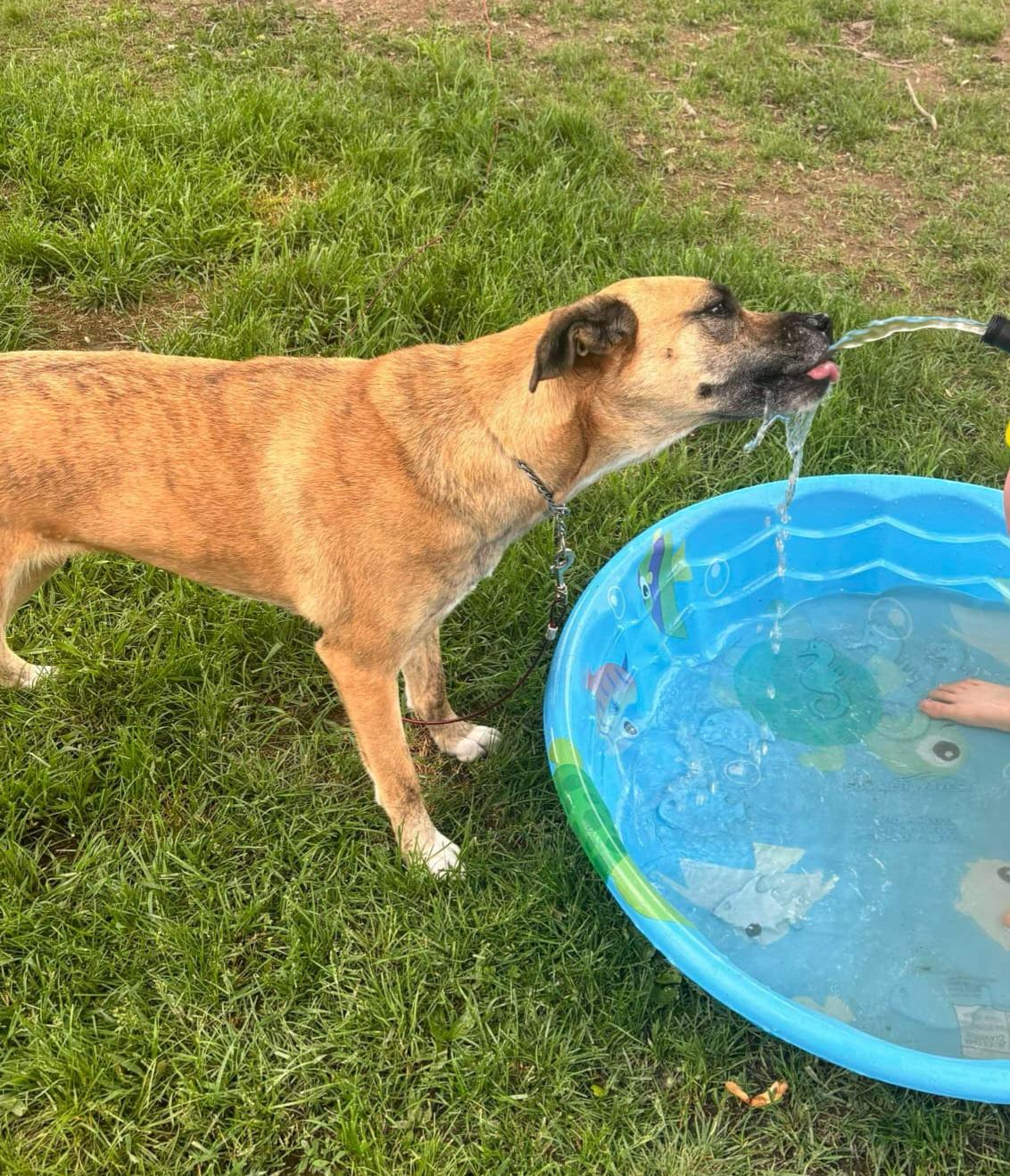 Enlarge Bagel, a Adoptable mixed breed image 5/5