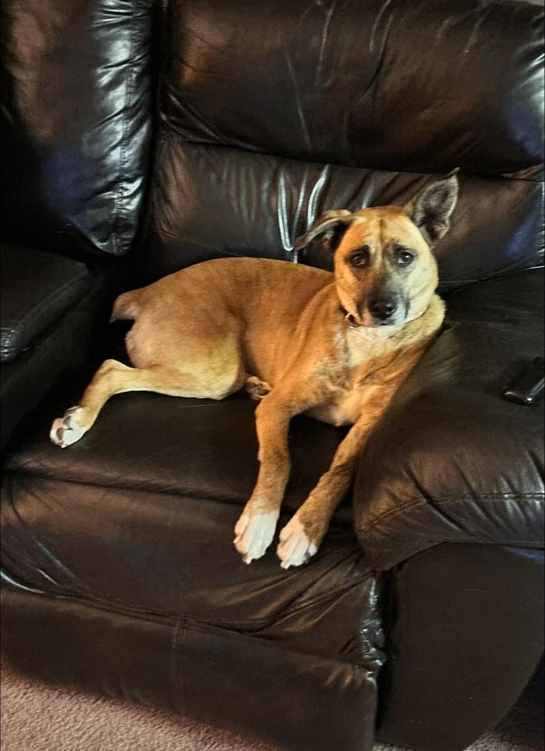 Bagel, Adoptable, Young Female Boxer & Husky.