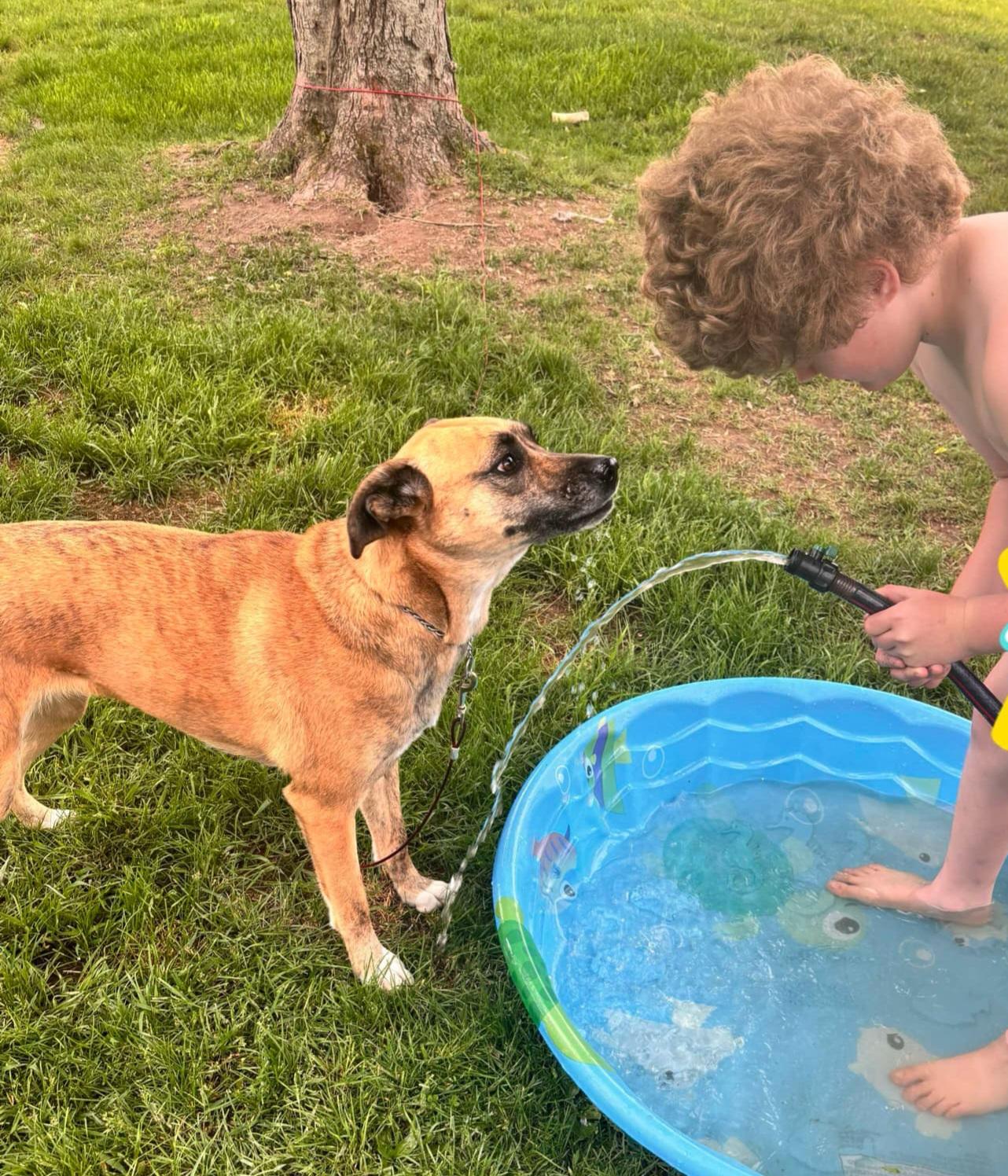 Enlarge Bagel, a Adoptable mixed breed image 4/5