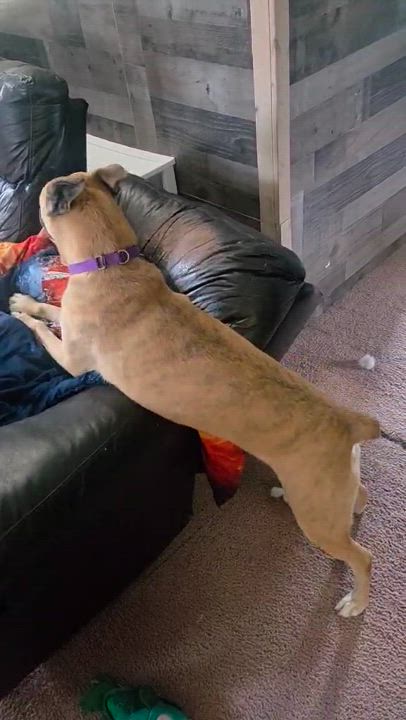 Enlarge Bagel, a Adoptable mixed breed video 3/5