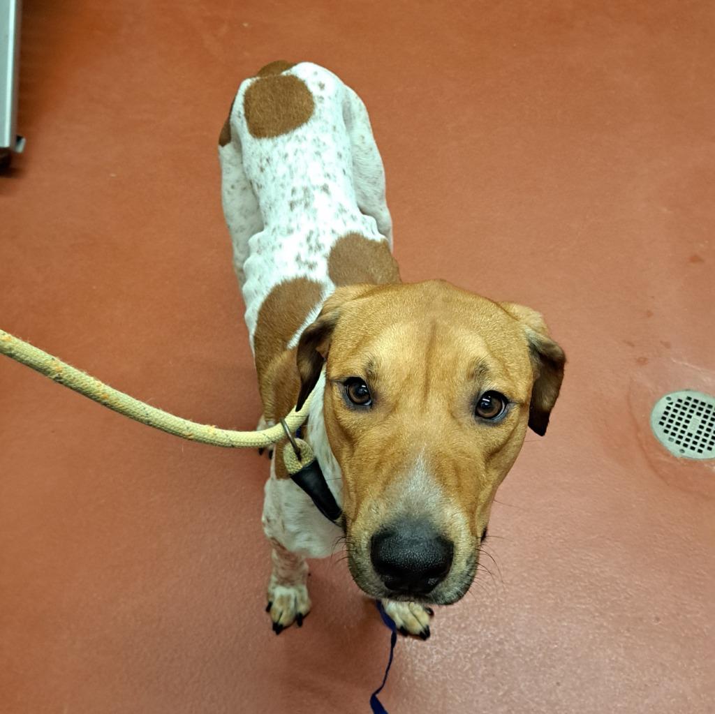 Goldberg, Adoptable, Young Male Mixed Breed.
