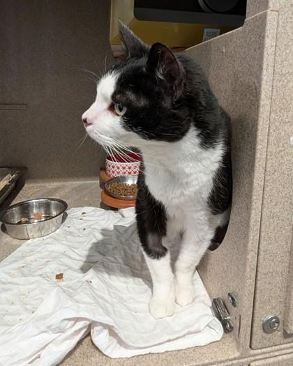 Enlarge Jinn, a Adoptable mixed breed in Washington, DC image 1/2