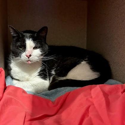 Enlarge Jinn, a Adoptable mixed breed in Washington, DC image 2/2