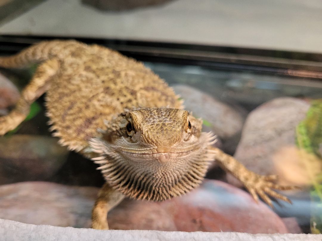 Enlarge Berney, a Adoptable Bearded Dragon in Sheboygan Falls, WI image 1/4
