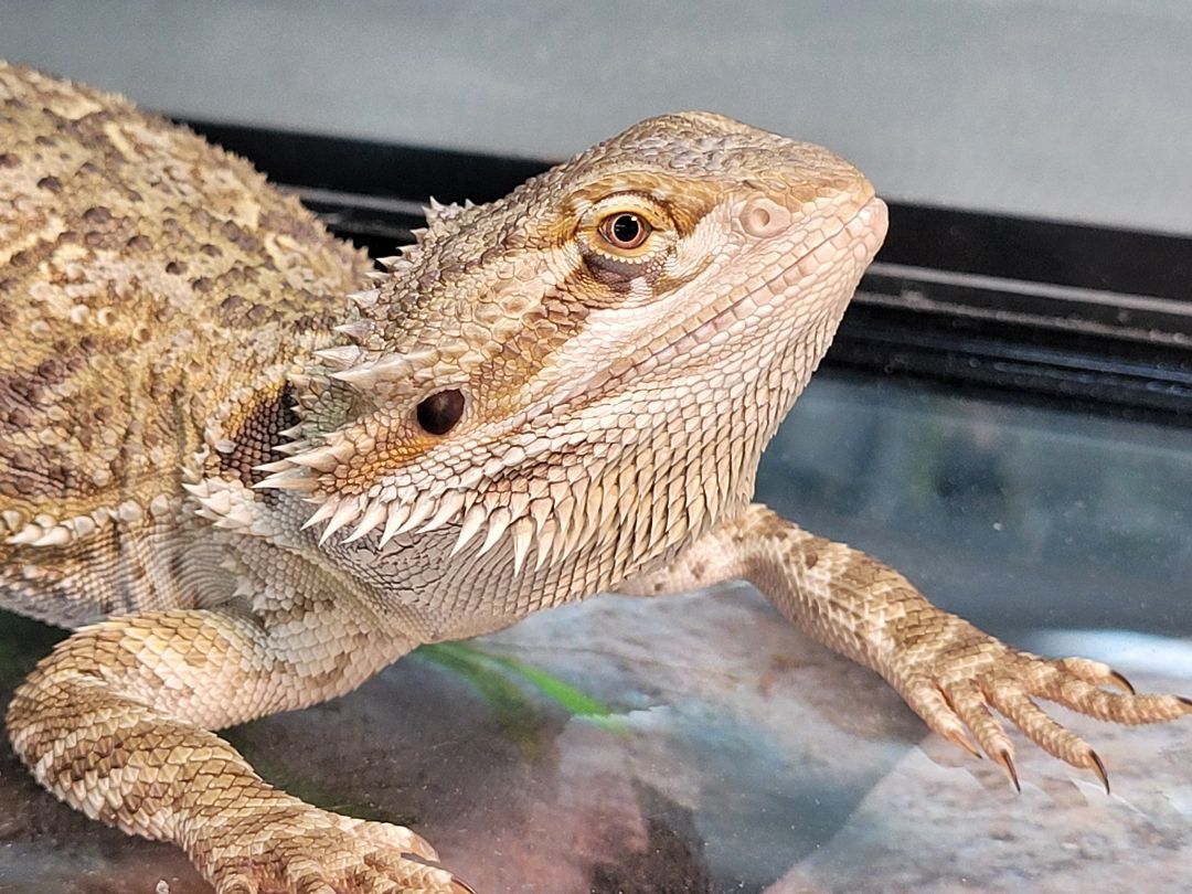 Enlarge Berney, a Adoptable Bearded Dragon in Sheboygan Falls, WI image 3/4