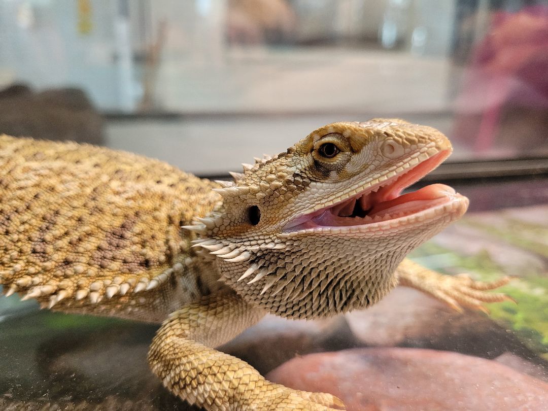 Enlarge Berney, a Adoptable Bearded Dragon in Sheboygan Falls, WI image 4/4