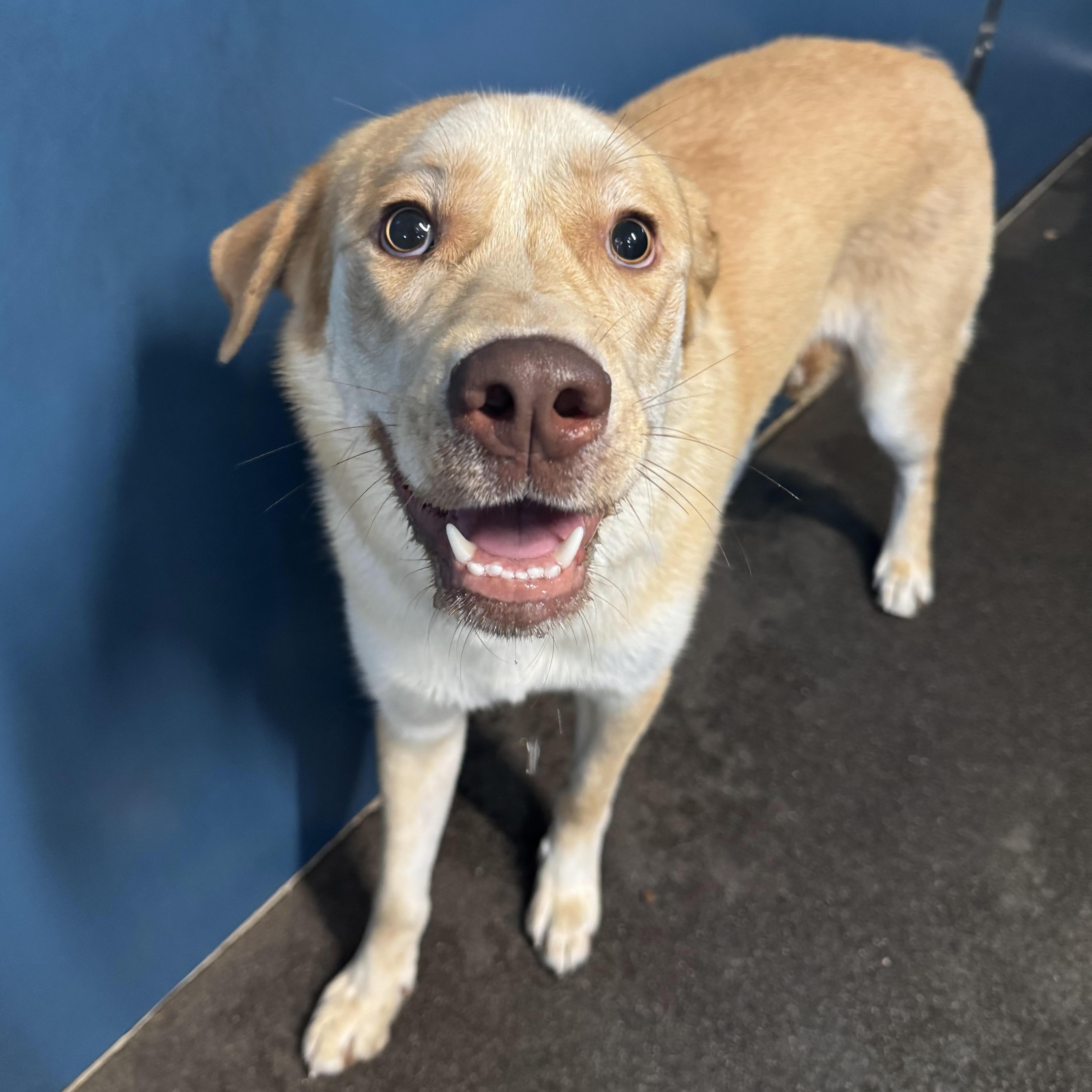 Zelda, an adoptable Labrador Retriever, Husky in The Dalles, OR, 97058 | Photo Image 3