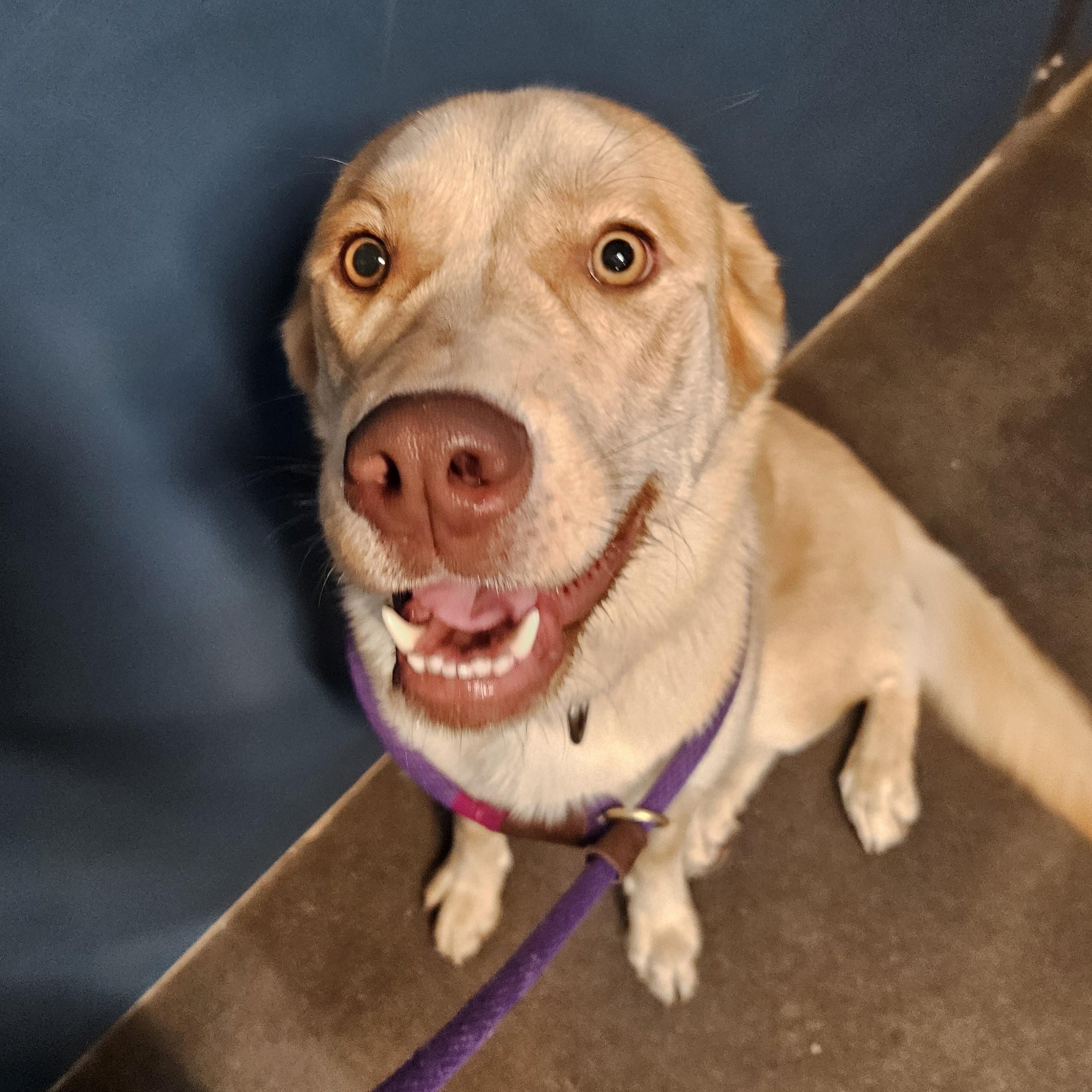 Zelda, an adoptable Labrador Retriever, Husky in The Dalles, OR, 97058 | Photo Image 4