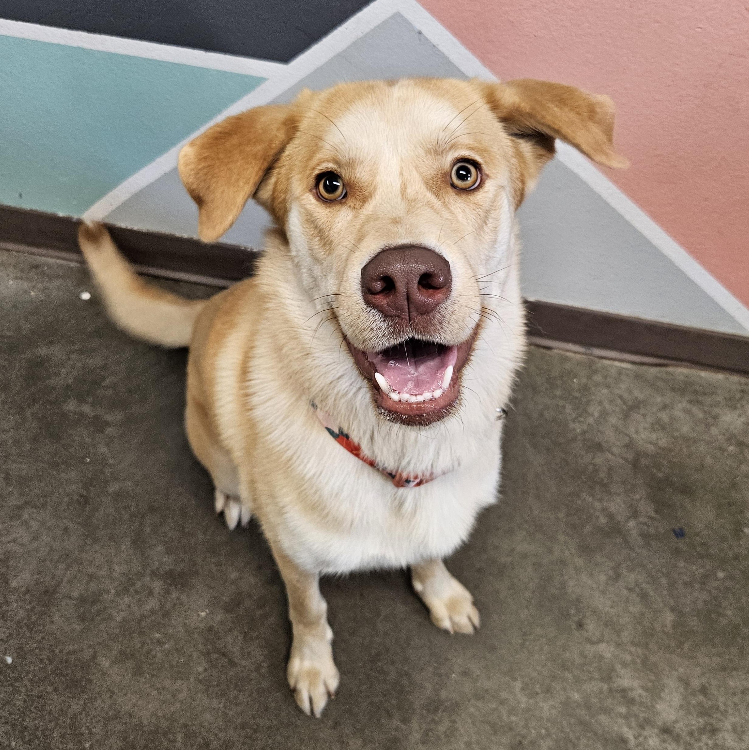 Zelda, a Adoptable mixed breed in The Dalles, OR image 1/4