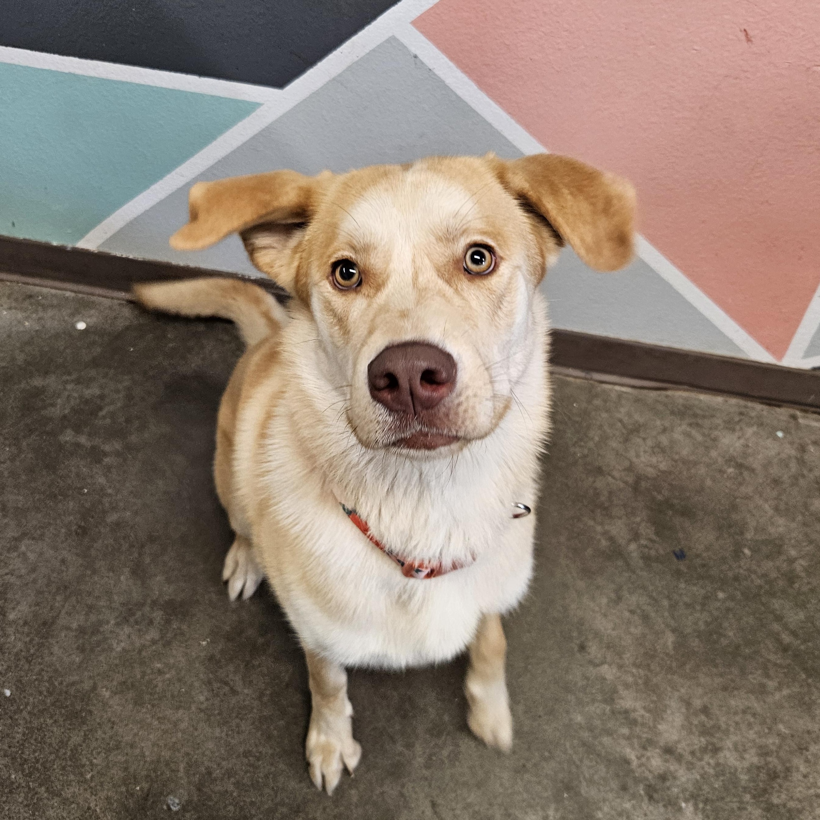 Zelda, a Adoptable mixed breed in The Dalles, OR image 2/4