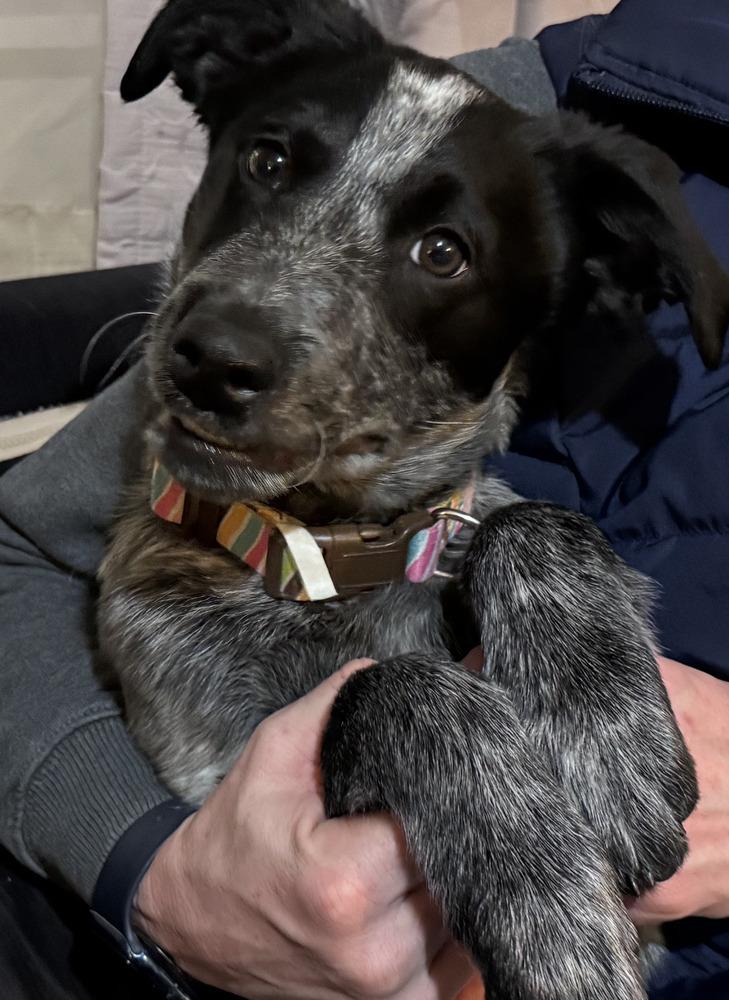 Cosmo, Adoptable, Puppy Male Australian Cattle Dog / Blue Heeler.
