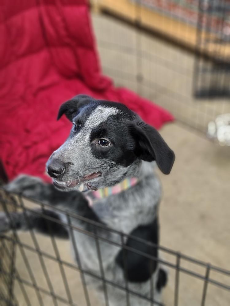 Enlarge Cosmo, a Adoptable mixed breed in Mansfield, OH image 3/3