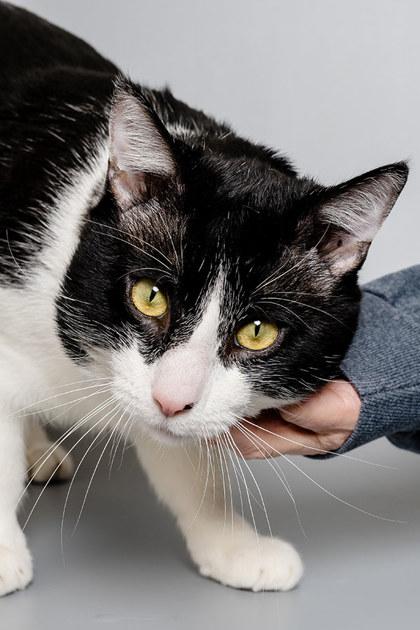 Ferdinand — thumbnail 2