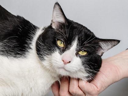 Ferdinand — thumbnail 3