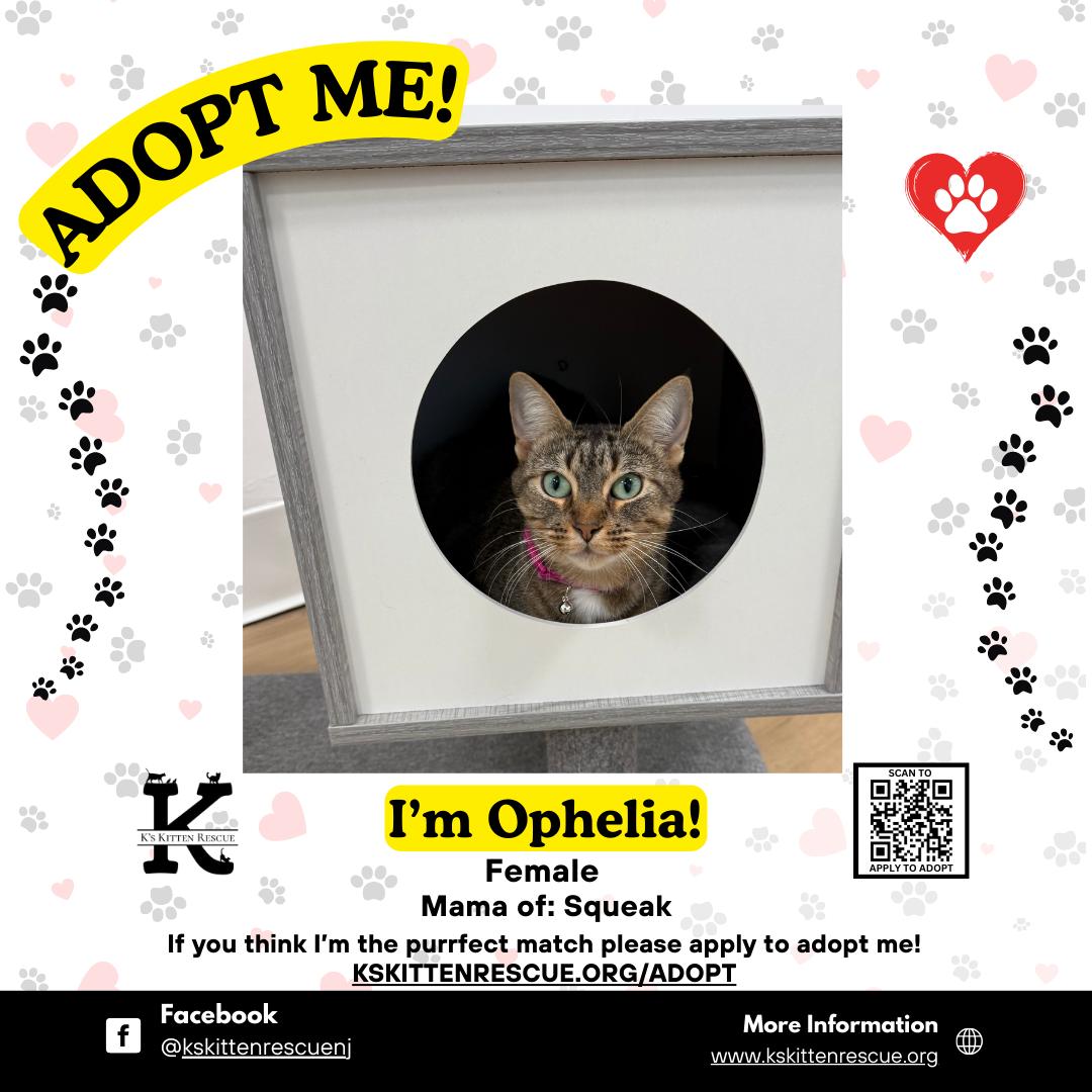 Enlarge Ophelia, a ADOPTABLE Domestic Short Hair in Brick, NJ image 1/1