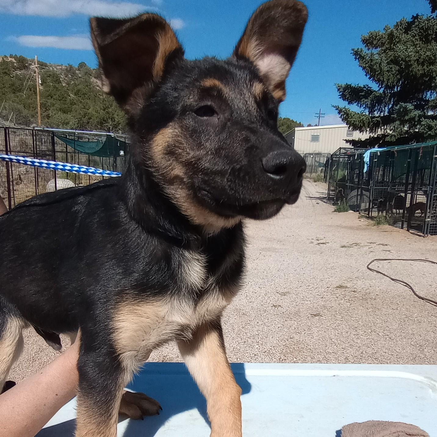 Maximus, adopted, Young Male Dutch Shepherd & Belgian Shepherd / Malinois.