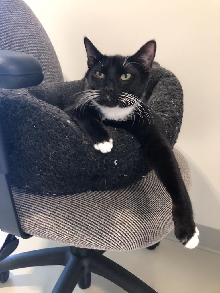 Oreo, a Adoptable mixed breed in Dalton, GA image 2/6